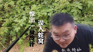 中国探墓人寻觅古迹 误入蛇窝被吓得半死 成年人怕蛇丢人吗？