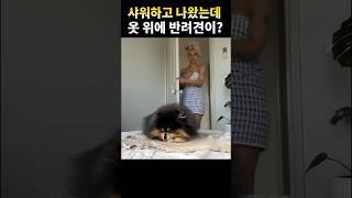 갈아입으려던 옷 위에 강아지가?! 쿨한 선택 