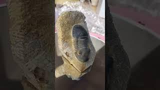 paralejurus trilobite #fossils #trilobite #ammonites