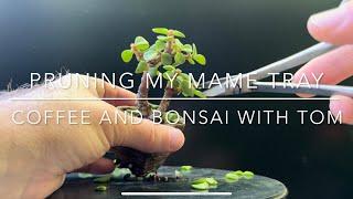 Summer Pruning a Dozen Very Small Bonsai Trees From My Mame Tray