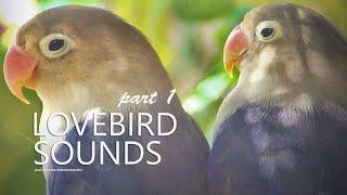 Lovebird Sound: Two Lovebird Violet | Dec 2024 | Part 1