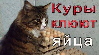 Куры клюют яйца, что делать?