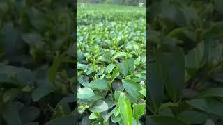 供應國內外銷知名手搖飲同款茶葉全台CP值最高的原料茶葉 營業用飲料茶(一台斤/包) #粉角 #珍珠粉圓 #黑珍珠 #珍珠 #黑粉圓 #黑糖珍珠 #波霸 #手搖飲 #珍珠奶茶 #爆爆珠