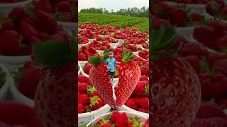 MD MASUD KHAN BD 