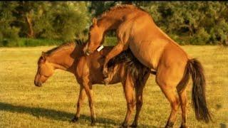 Bipul Agro BD So cute Horse Meet Mat'ting | Horse meet Mat'ting videos | Horse meet mat'ting - 2022