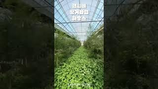 핑거라임 하우스 탐험 #shorts fingerlime safari