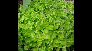 02/20/2025: How to sow lettuce?