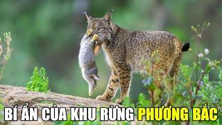 Rừng Taiga Hoang Dã - Một Quân Xã Đa Dạng | Khám Phá Thế Giới Động Vật Hoang Dã