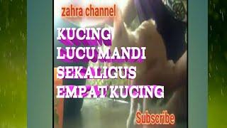 KUCING LUCU EMPAT KUCING MANDI SEKALIGUS#zahrachannel#kucinglucu#kucing#kucingviral#cat#catlover