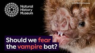 Should we be scared of vampire bats? | Surprising Science