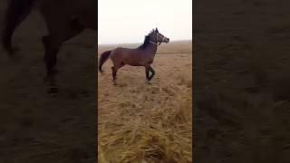 Most powerful horse in Sylhet Bangladesh