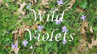 Plant Magic - Wild Violets