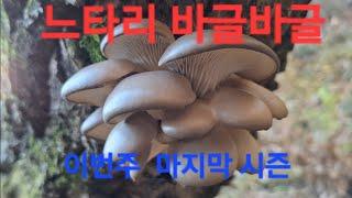 느타리 한베낭  가득 풍년이네요 #돌집자연인