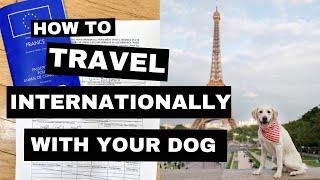 bringing your dog to europe // everything you need to know (rules, paperwork, cost, forms)