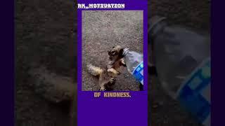 A Thirsty Squirrel’s Trust: Heartwarming Moment of Compassion.