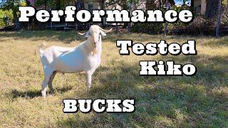 Check Out Our New Kiko Bucks | Performance Tested Kiko Goats | Goat Video