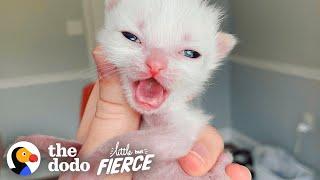 Pocket-Sized Kitten Grows Up To Be A Wild Woman | The Dodo Little But Fierce