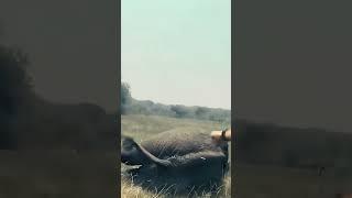 Это видео точно тронет ваше сердце 