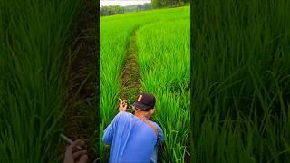 Asyik juga ngurek belut‼️ sambil liat pemandangan sawah #ngurekbelut #belut #babon #sawah #pinarachy