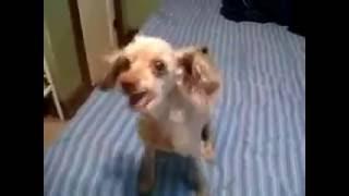 HORRIBLE PERRO VERSIONANDO JAZZ - Dog Malfunction   Jazz Version   Funny Videos