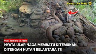 Viral Terbaru!! NYATA ULAR NAGA MEMBATU DITEMUKAN DITENGAH HUTAN BELANTARA ??!