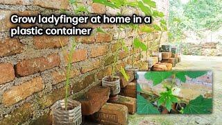 Grow ladyfinger at home in a plastic container