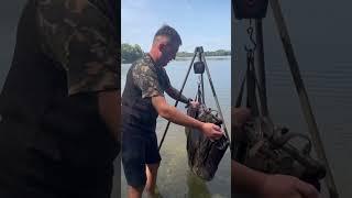 Кляцик #fishing #fishingmethod #carpfish #sort #sortvideo #sorts #carpfishing