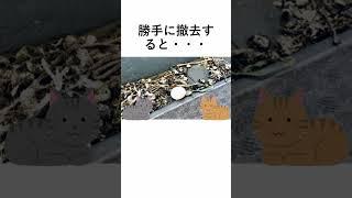 【豆知識】ハトの卵は捨ててもよい？