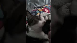 편안하게 핥으시라고 꼬리 잡아드림 #cat #funny #cute