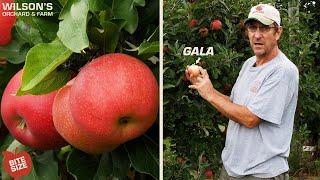 Gala Apples | Bite Size