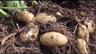 Comment planter des pommes de terre au potager  - Truffaut