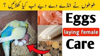 Bird Ne Egg De Diye Ab Kya Khilaye | ChicksKi Achi Health Ke Liye | Perfect Diet for Breeding