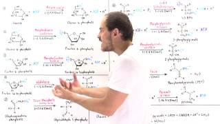 Overview of Glycolysis