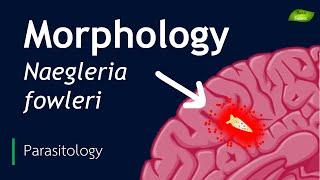 Naegleria fowleri | Morphological features | Parasitology | Basic Science Series