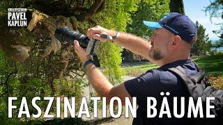 Faszination Bäume - Fotografieren auf der Insel Mainau