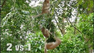 Short Clip Monkey Fighting 2vs1 On The Tree  - Monkey Buzz 660