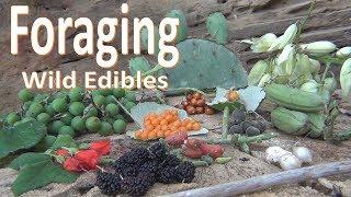 Foraging Wild Food -Survival Texas-