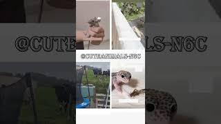 cute animals funny video trending shorts  #funnycomedyshort #cuteanimalsfunnyvideos #funnycomedy