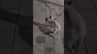 엄마 튈 생각 하지말고 빨리와‼️ #의리 #곁눈질 #지켜보고있다 #cutedog #프렌치불독 #frenchbulldog #식스센스상속견