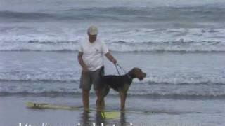 Airedale Terrier surfing lesson