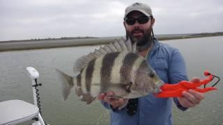 How to fish Live shrimp for redfish, trout, blackdrum, sheepshead