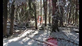 Bigfoot Tracked on Hell Cat Spring Gamecamera Project