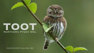 Do you know what a Northern Pygmy Owl sounds like ?