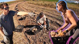 The Ultimate Potato Harvest