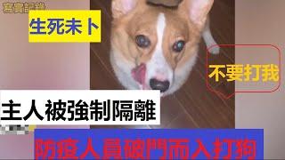 【寫實記錄】主人被強制隔離，防疫人員破門而入打狗，“無害化”處理大過一切，以後會不會個人和少數族群也會“無害化”處理？江西上饒一刀切關人打狗。