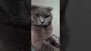 Джавік повернувся #cat #catsofyoutube #українськакішка