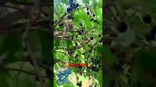 India black berry fruits https://www.youtube.com/@saitechguruteluguvlogs  #fruit  #palletooru #city