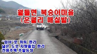 순천시 토지 3천5백만원 / 월등면 운월리 복숭아마을 내 관리되지 않은 매실밭624m2(약188)