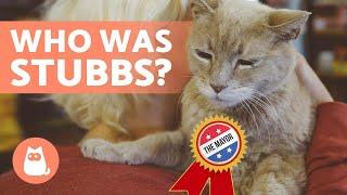 The CAT That Became a MAYOR in ALASKA ️ (Stubbs)