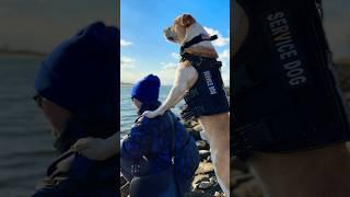 Perro de servicio. #servicedog #doglover #dogs #protejameseñor #water #beach #pets #aussie #beagle
